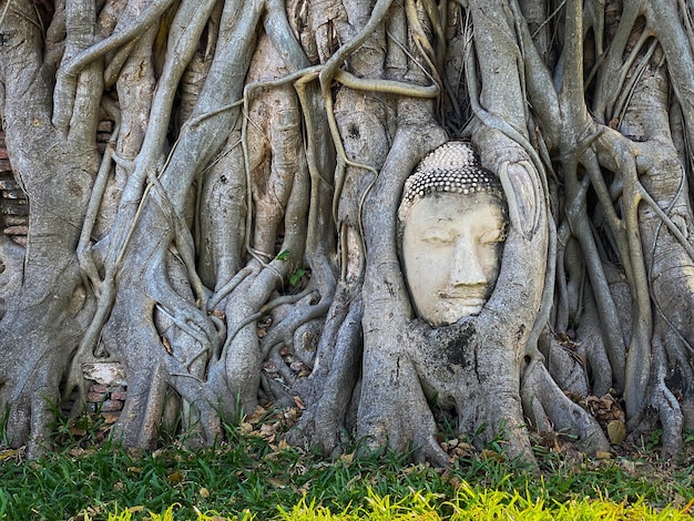 Cabeza de Buda antiguo en el árbol de raíces en el templo de Mahathat Ayutthaya Tailandia