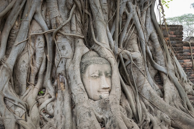 Cabeza de Buda en Ayutthaya, Tailandia.