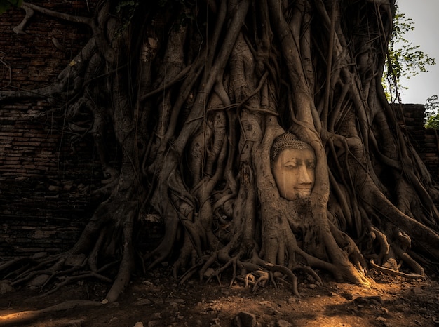 Cabeza de Buda Ayutthaya en Tree Roots en Wat Mahathat