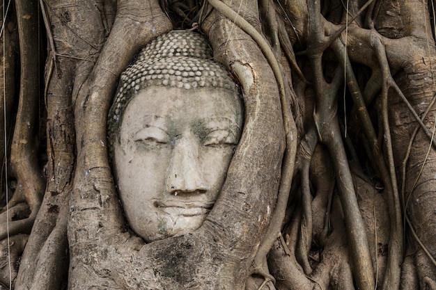 Cabeza de Buda en banyan tree