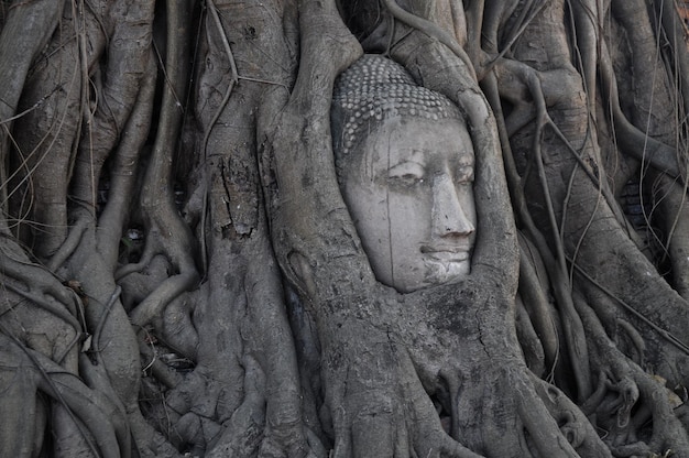 Cabeza de Buda dentro del árbol en Ayudhaya Tailandia