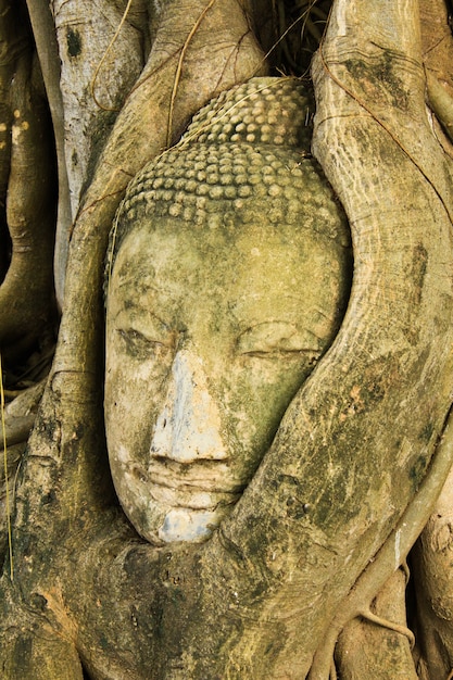 Una cabeza de Buda dentro de un árbol en Ayudhaya