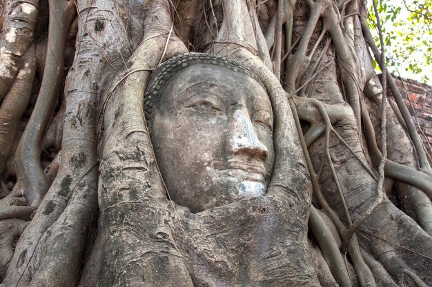 Cabeza de Buda de piedra arenisca en las raíces del árbol de Wat Mahathat Ayutthaya Tailandia