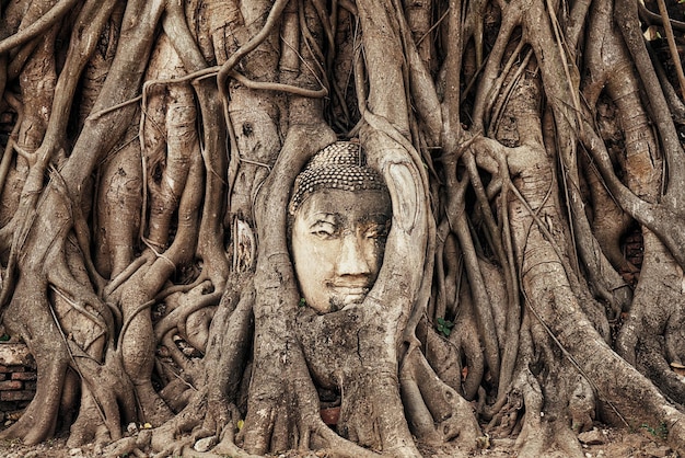 Cabeza de Buda de piedra arenisca en las raíces del árbol en Wat Mahathat Ayutthaya Tailandia