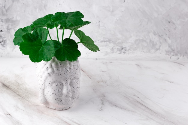 Cabeza de Buda con planta verde sobre un fondo concreto