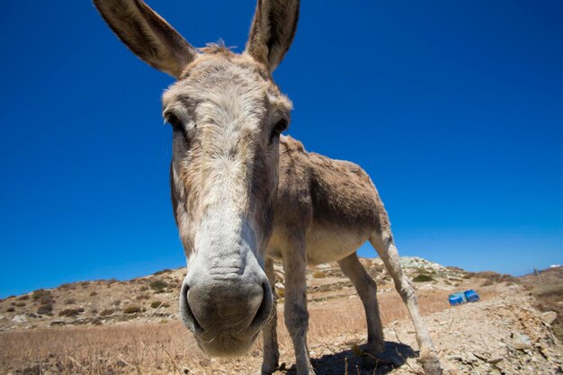 Cabeza de burro divertida y cielo azul en Grecia