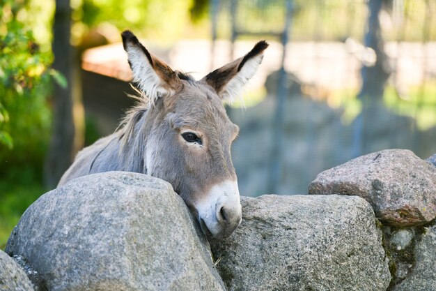 Cabeza de burro gracioso burro gris miembro domesticado de la familia de los caballos