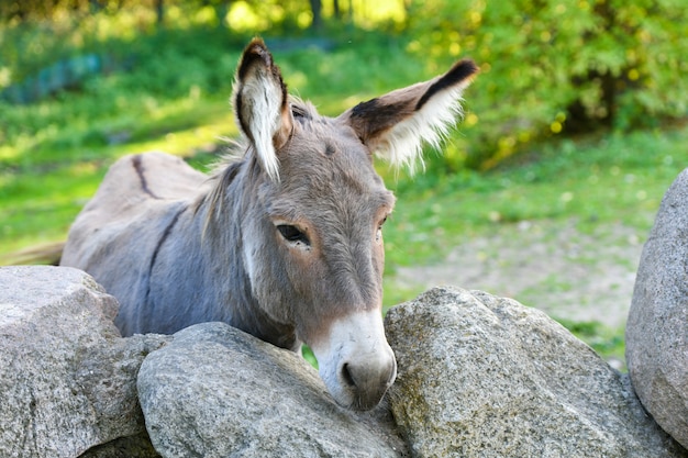 Cabeza de burro gracioso burro gris miembro domesticado de la familia de los caballos