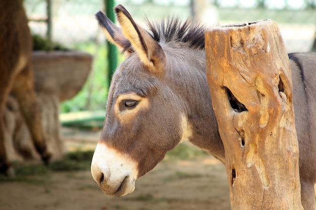 La cabeza de burro.