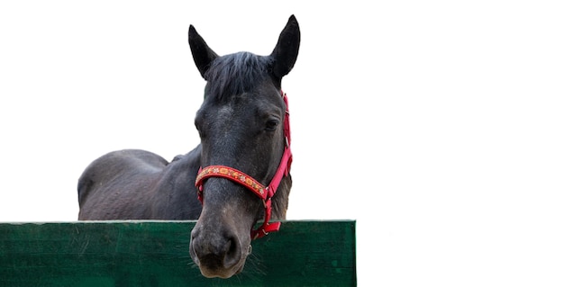 Cabeza de caballo aislar sobre fondo blanco con espacio de copia