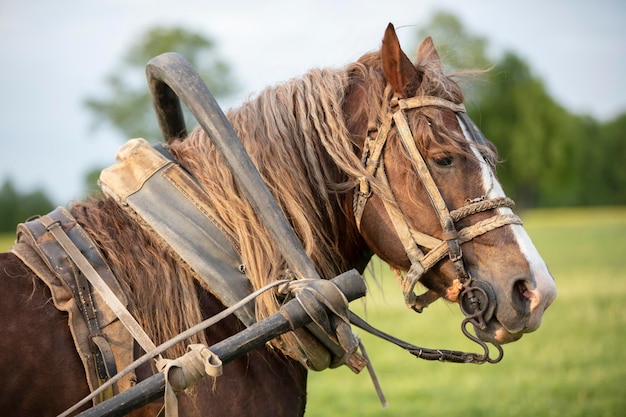 Cabeza de caballo aprovechada al fondo de la naturaleza de verano