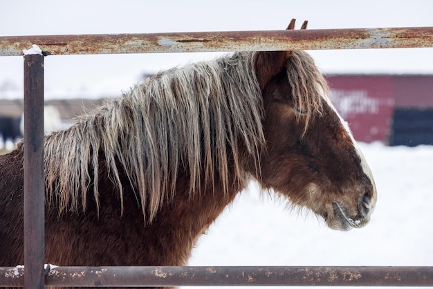 Cabeza de caballo de arado peludo marrón en potrero en granja en temporada de invierno