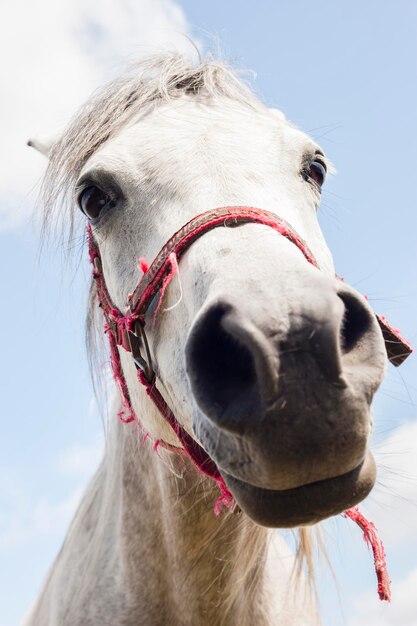 cabeza de caballo blanco