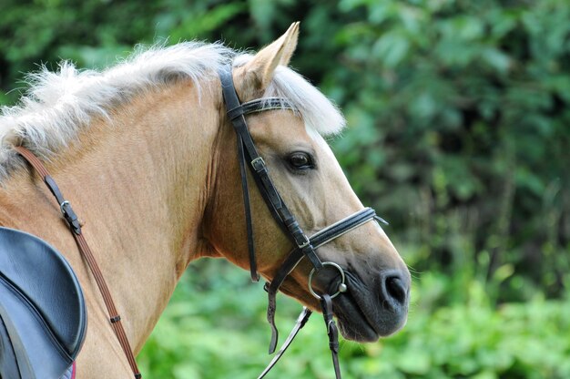 Cabeza de caballo de cerca