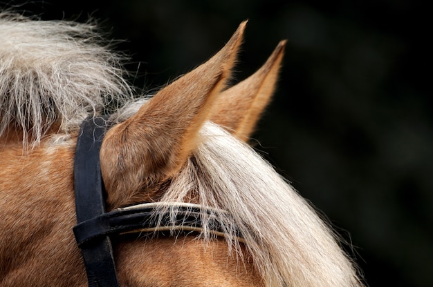 Cabeza de caballo de cerca.