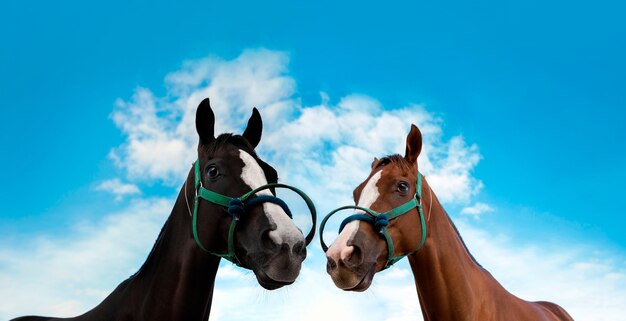 cabeza de caballo con cuerda en juego deportivo de carreras