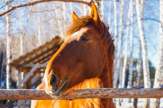 Cabeza de caballo en un día soleado