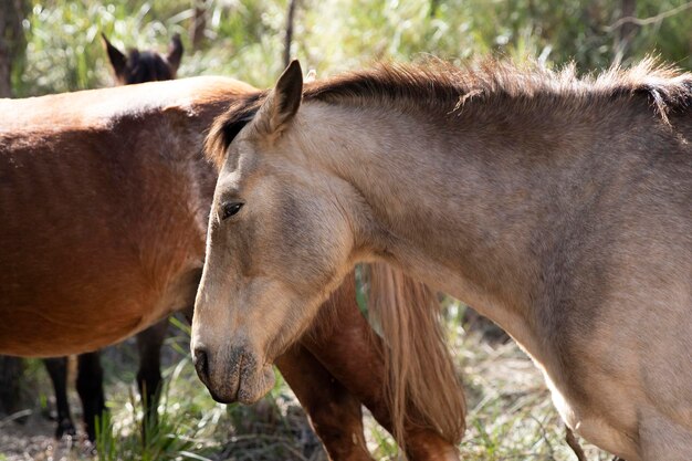 Cabeza de caballo Retrato en primer plano de un ganado de caballos en un paseo