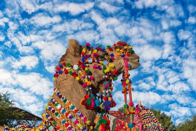 Cabeza de cabeza de camello decorada en el desierto de Thar durante la feria anual de camellos de Pushkar cerca de la ciudad santa de Pushkar, Rajasthan, India. De cerca