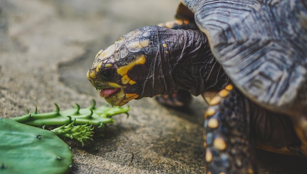 Cabeza de cereza adulta Tortuga de patas rojas Geochelone carbonaria