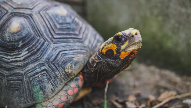 Cabeza de cereza adulta Tortuga de patas rojas Geochelone carbonaria