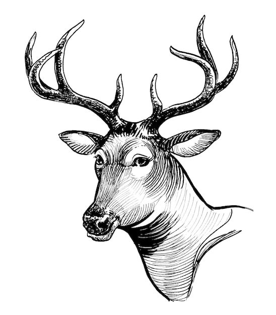 Cabeza de ciervo dibujo a mano con tinta de estilo retro en blanco y negro