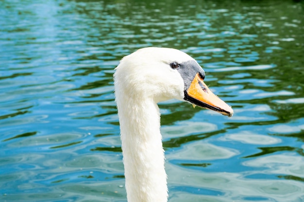 Cabeza de cisne con gotas de agua, vista cercana