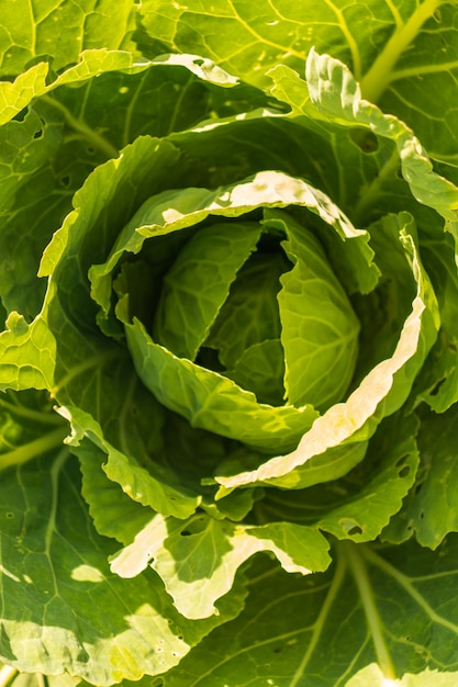 Foto cabeza de col de hoja verde grande que crece en greehouse