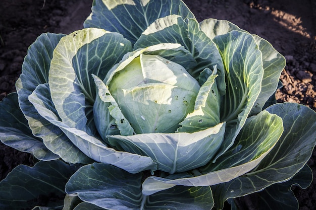 Cabeza de col verde en la cama del jardín. Vista superior. Ingredientes para comida vegetariana