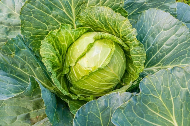 Cabeza de col verde en el jardín