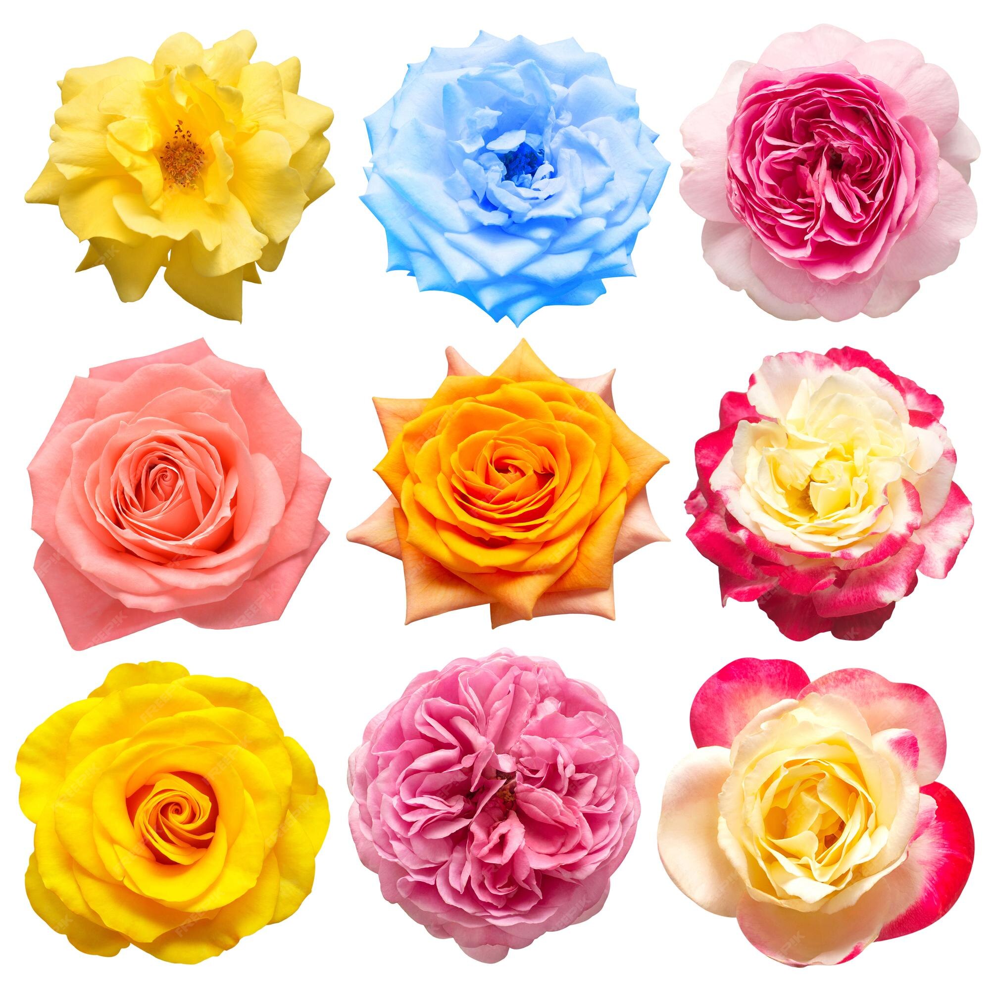 Cabeza de colección flores rosas aisladas sobre fondo blanco perfectamente retocadas profundidad de campo completa en la foto vista superior plana | Foto Premium Cabeza de colección flores rosas aisladas sobre fondo blanco perfectamente retocadas profundidad de campo completa en la foto vista superior plana | Foto Premium