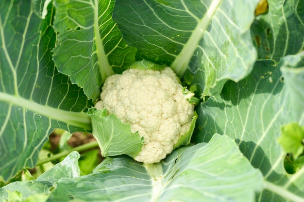 Cabeza de coliflor madura fresca que crece en el jardín