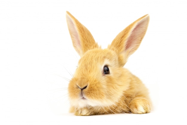 Cabeza de conejo fantástico en un espacio en blanco.