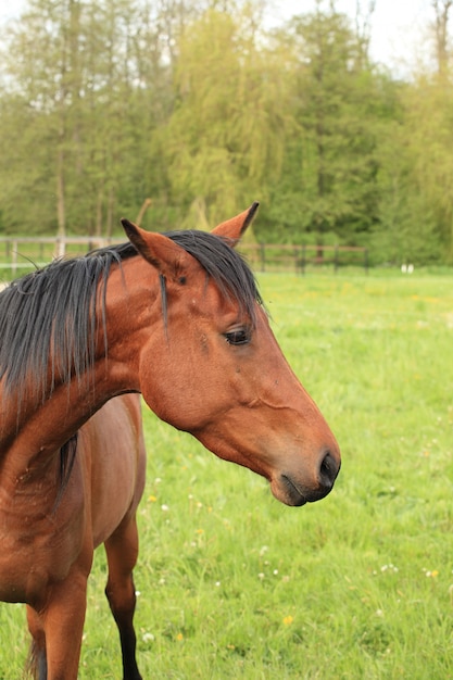 Cabeza y cuello de un caballo marrón.