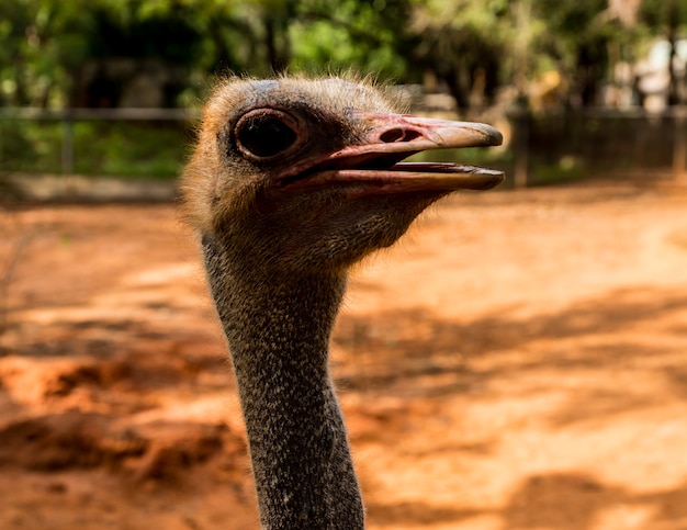 Cabeza y cuello de pájaro de avestruz de cerca