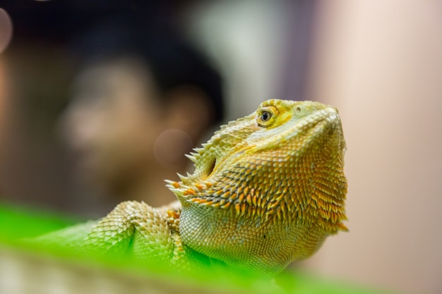 Cabeza de Desert Chameleon en el parque