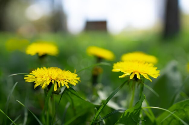 Cabeza de diente de león amarillo en el césped de primavera