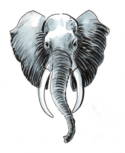 Cabeza de elefante africano. Dibujo a tinta y acuarela