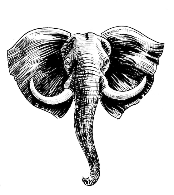 Cabeza de elefante africano. Dibujo a tinta en blanco y negro