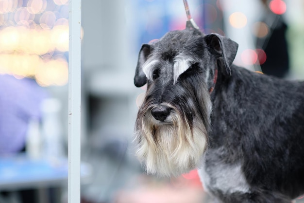 La cabeza es un schnauzer miniatura con cejas pronunciadas después de un corte de pelo.