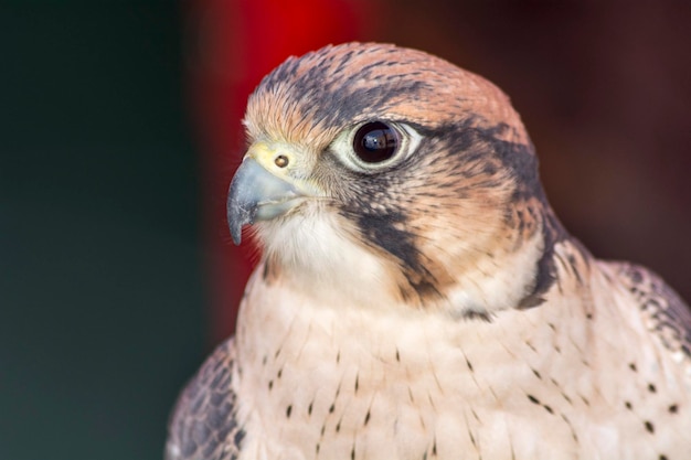 Cabeza de Falco tinnunculus