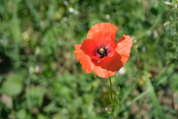 Cabeza de flor de amapola roja en la naturaleza