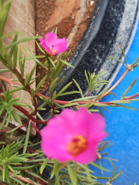 Foto cabeza de flor en chennai