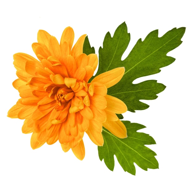 Una cabeza de flor de crisantemo con hojas verdes aisladas sobre fondo blanco closeup Flor de jardín sin sombras vista superior plana