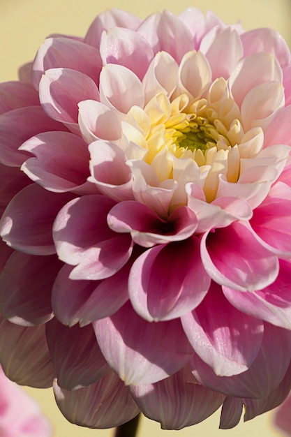 Cabeza de flor de dalia rosa con suaves pétalos amarillos fondo de papel tapiz Macro floral de cerca patrón de naturaleza de inspiración Postal floral fresca