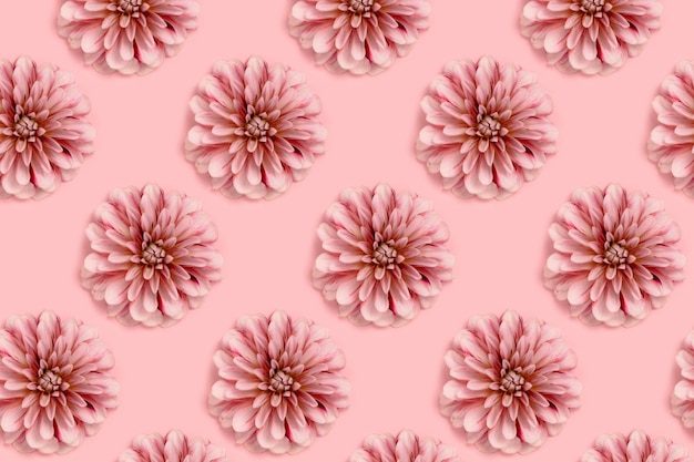 Foto cabeza de flor de dalia sobre un fondo rosa pastel