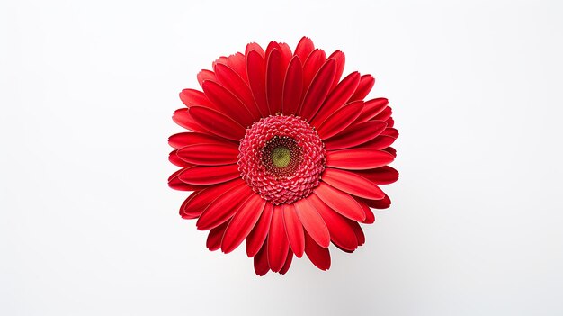 Foto cabeza de flor de gerbera roja aislada sobre un fondo blanco