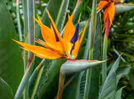 Foto cabeza de la flor de la grulla