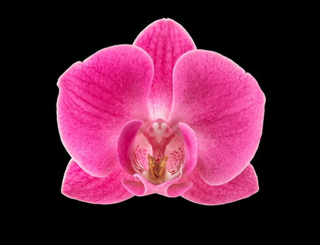 Cabeza de flor de orquídea aislada sobre fondo negro. Flor rosa fresca