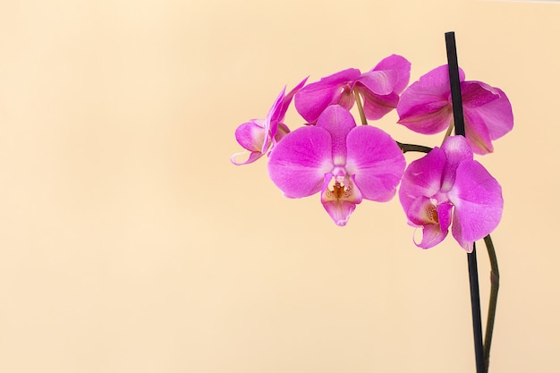 Cabeza de flor de orquídea suave hermosa sobre fondo beige.